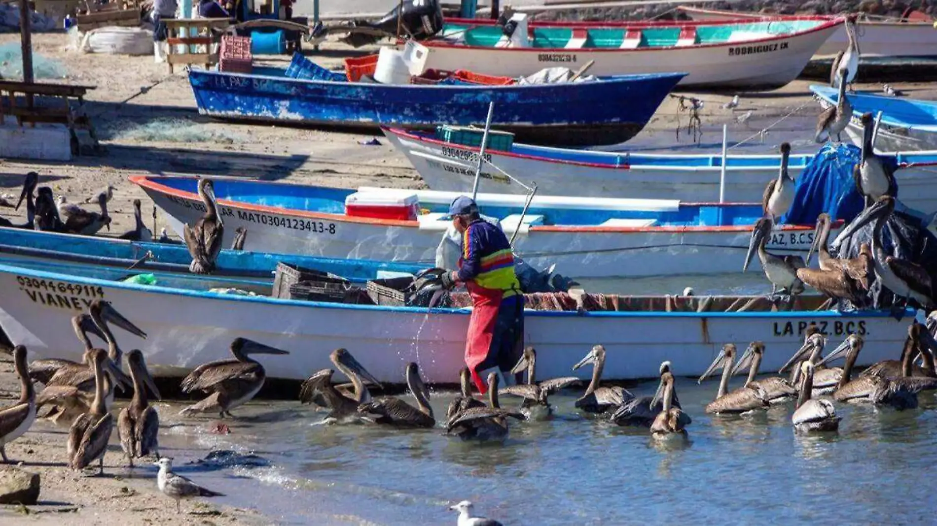 PESCADORES ALBERTO COTA